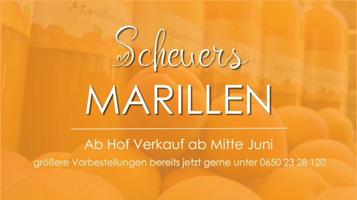 Marillen im Weinviertel